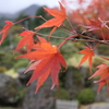 箱根の紅葉