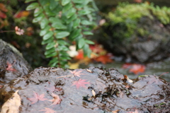 箱根の紅葉