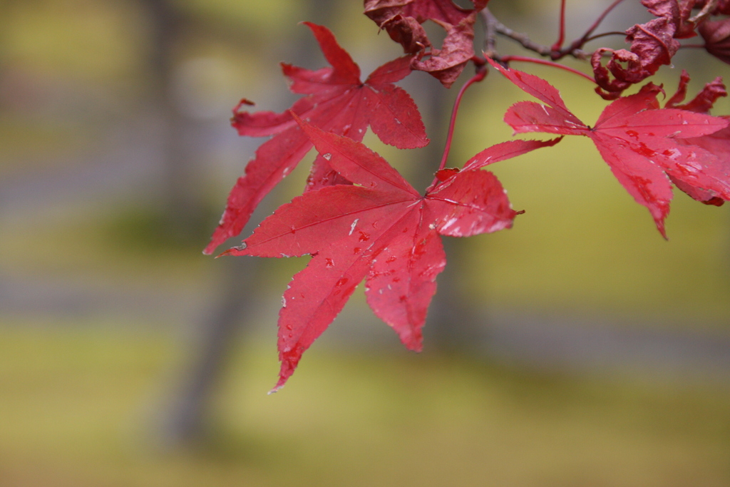 箱根の紅葉