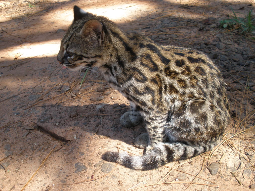 margay