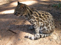margay