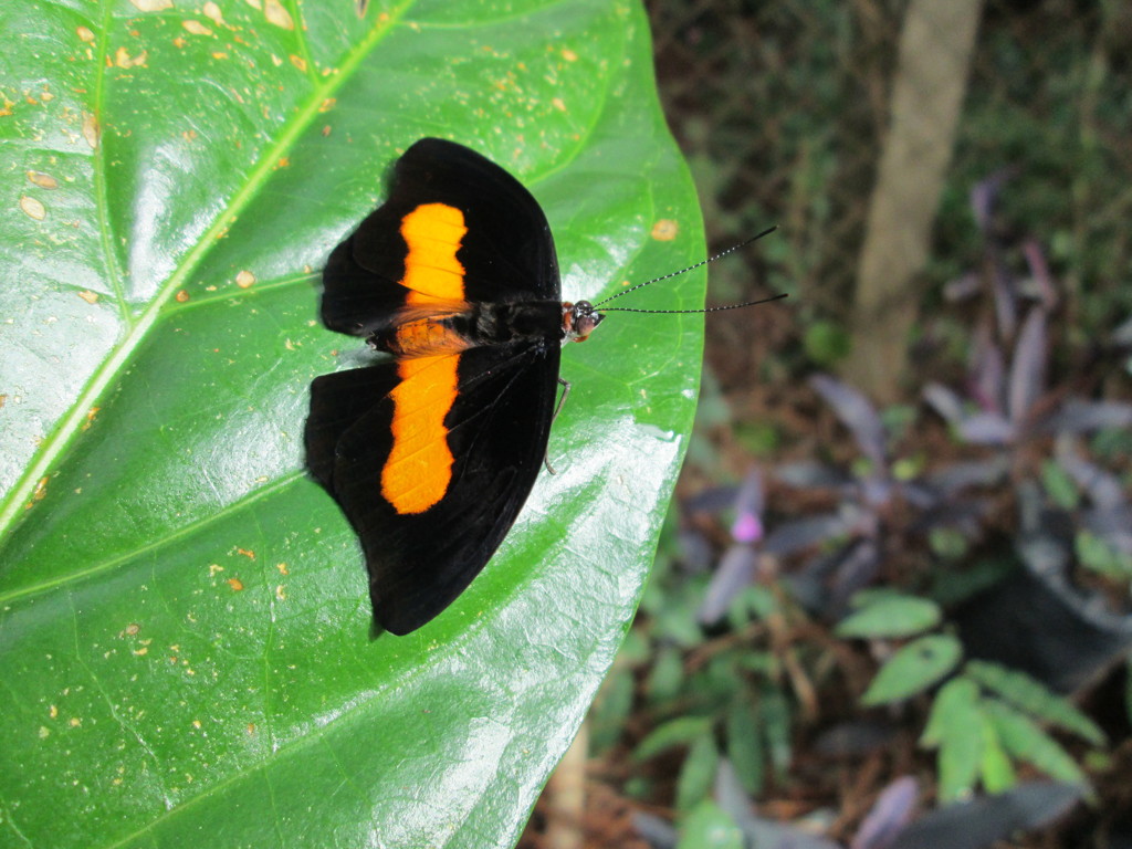 パラグアイ国の蝶