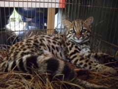 margay