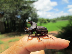 カブトムシ