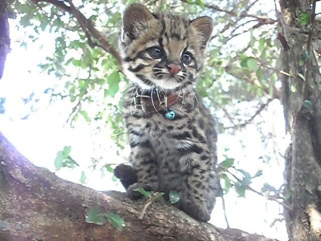 margay