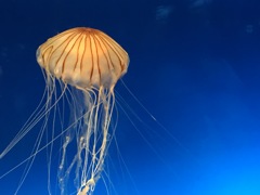 jelly fish