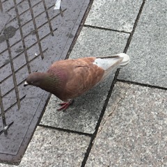 はとっ？？