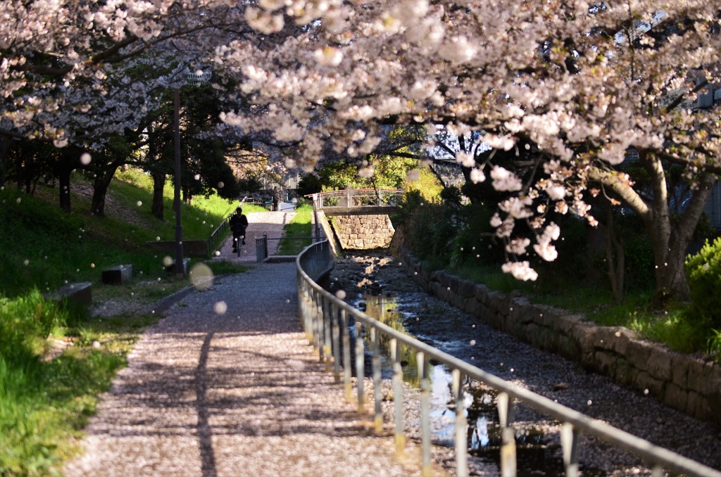 散り行く桜、