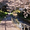 散り行く桜、