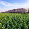 宮崎県 西都原古墳群