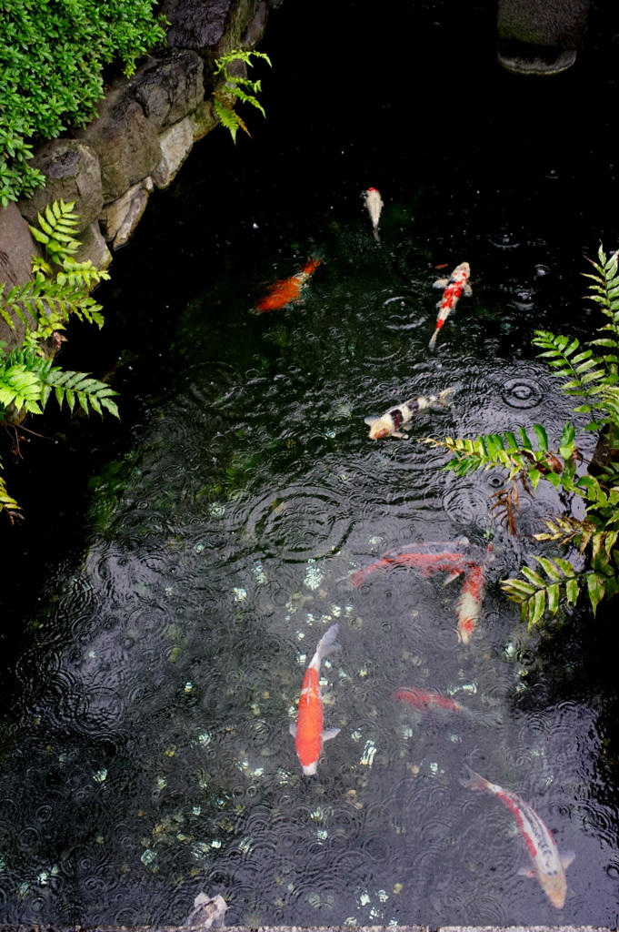 雨