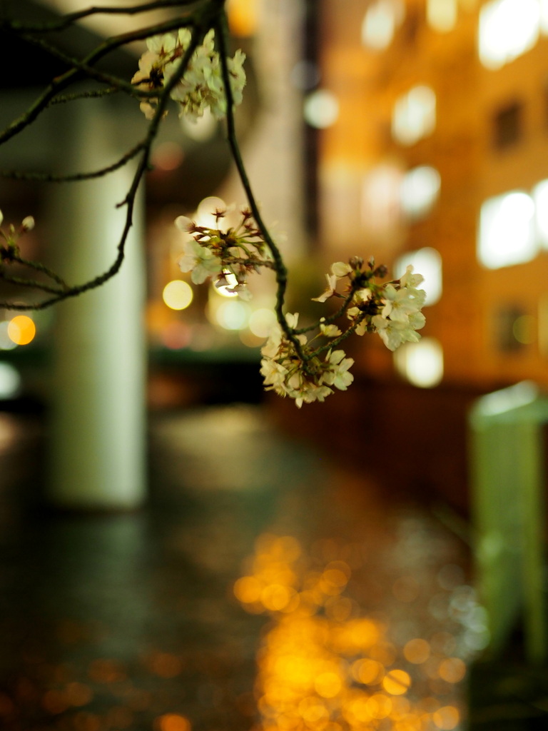 川桜