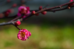 花とつぼみ