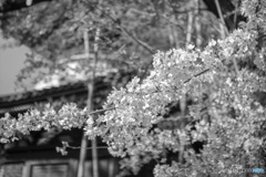 桜 喜多院