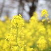 菜の花ロード