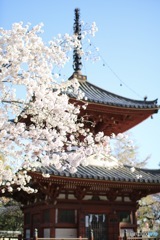 喜多院 桜