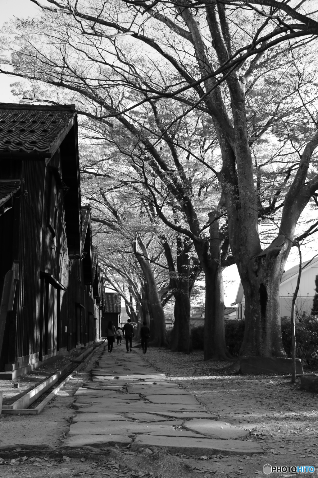 山居倉庫　並木道