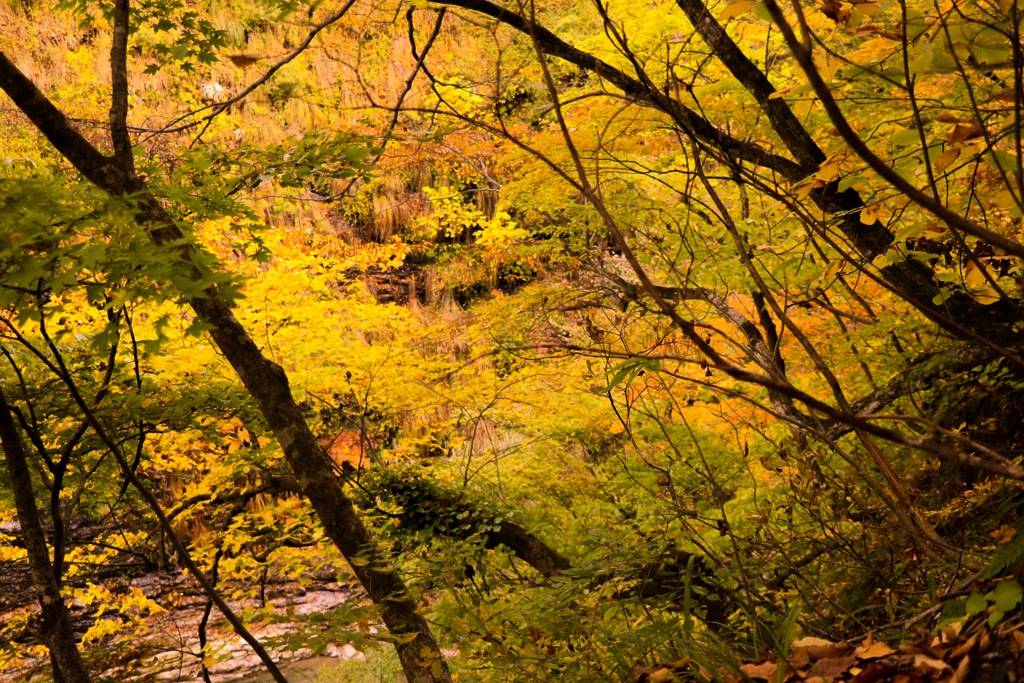 紅葉狩り