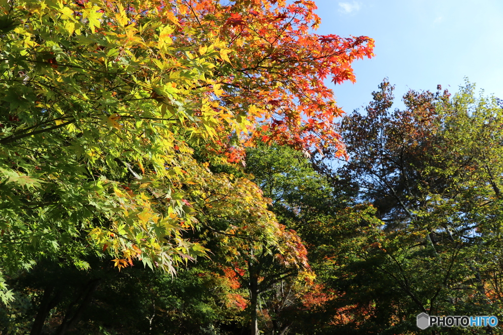 紅葉狩り