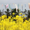 菜の花まつり