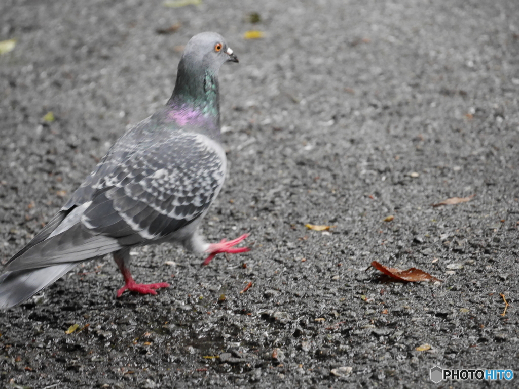 園内にいた鳩