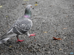 園内にいた鳩