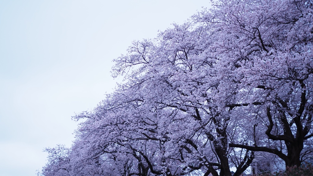 桜