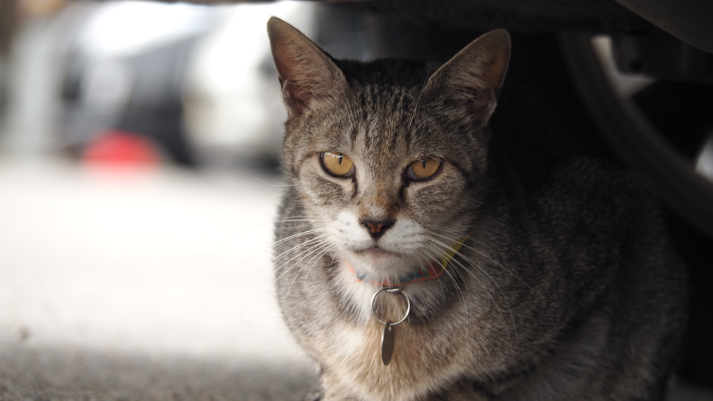 猫