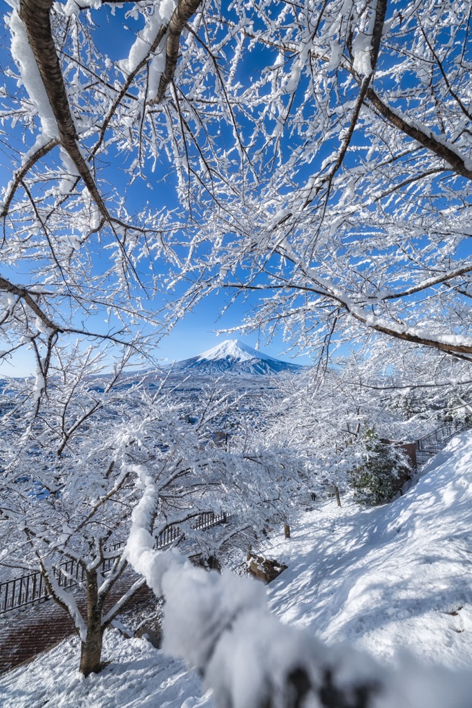 着雪の道標