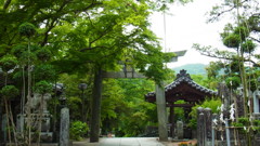 雨の緑