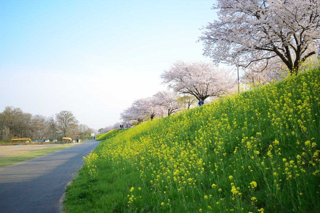 小貝川のほとりにて