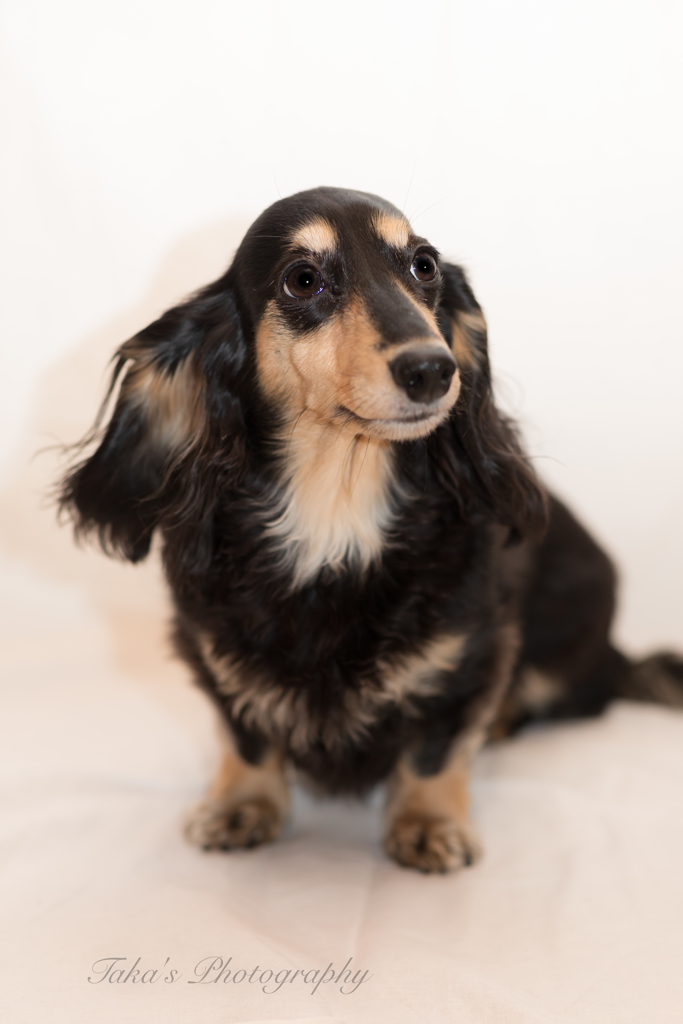 我が家の愛犬