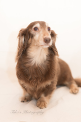 我が家の愛犬