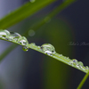 雨上がりの楽しみ