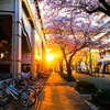 春の帰路