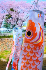 コイノボリ