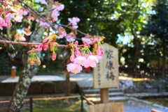 紅梅