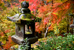 苔と紅葉