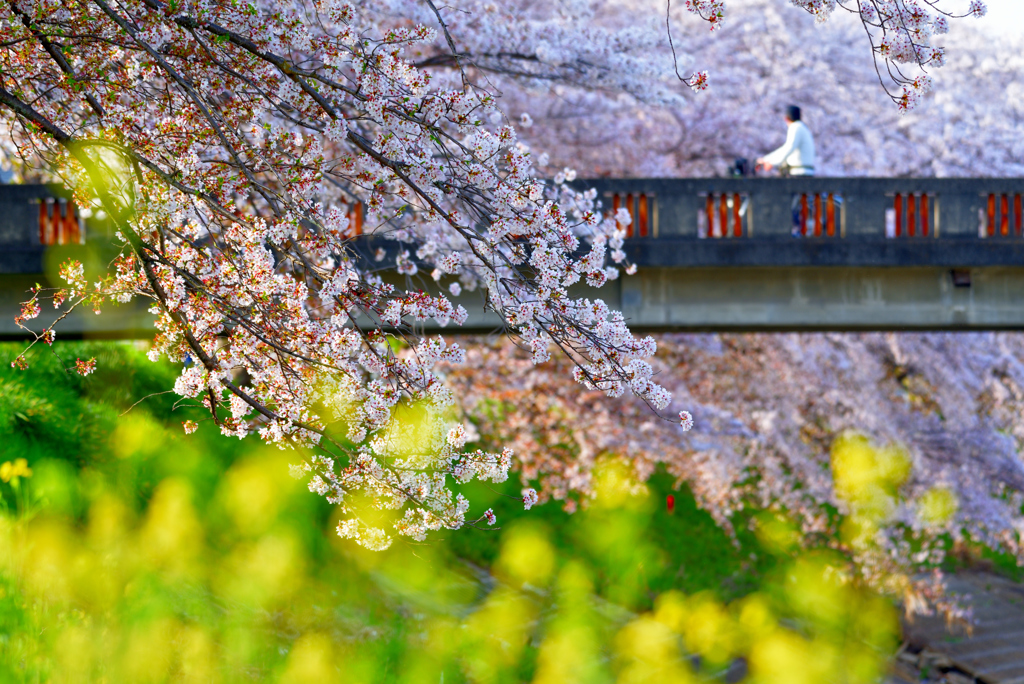 桜橋