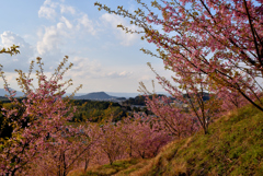 河津桜と畝傍山