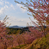 河津桜と畝傍山