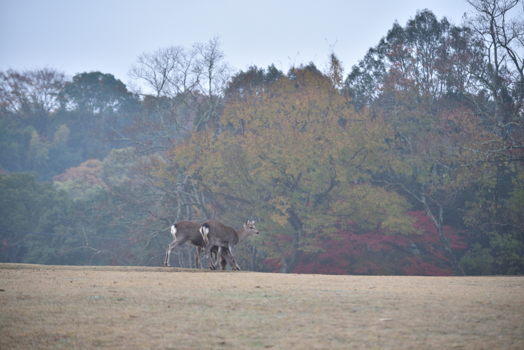 朝霧の飛火野