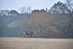 朝霧の飛火野