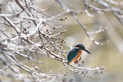 春になれば