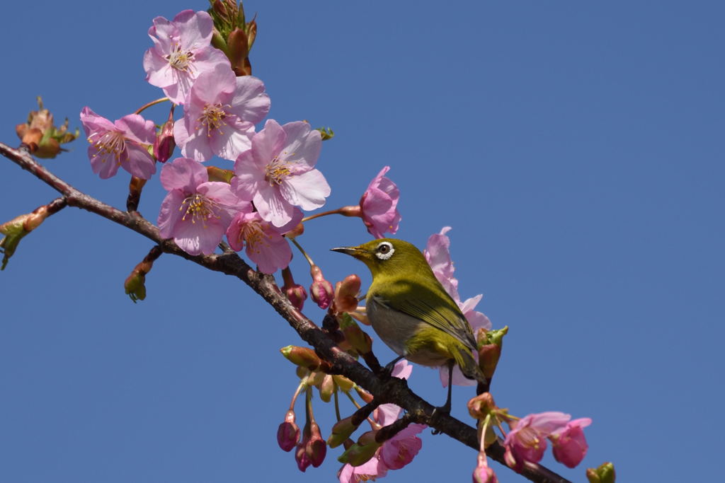 河津桜とメジロさん