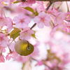 桜とメジロ　４