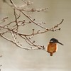 きいろいおなか