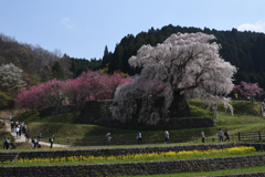 又兵衛桜（瀧桜）