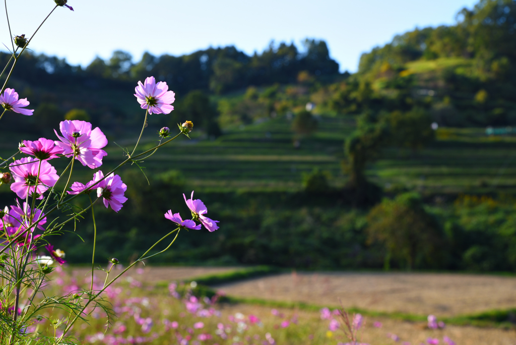 棚田の秋桜