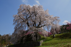 瀧桜